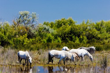 Camargue ATI