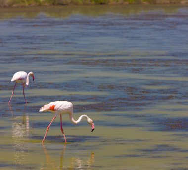 Flamingolar