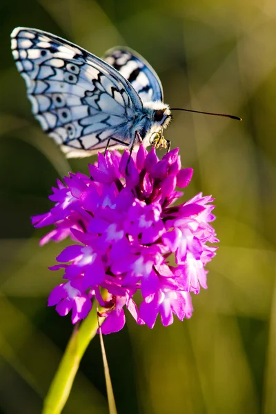 Butterfly with flower — Stock Photo, Image