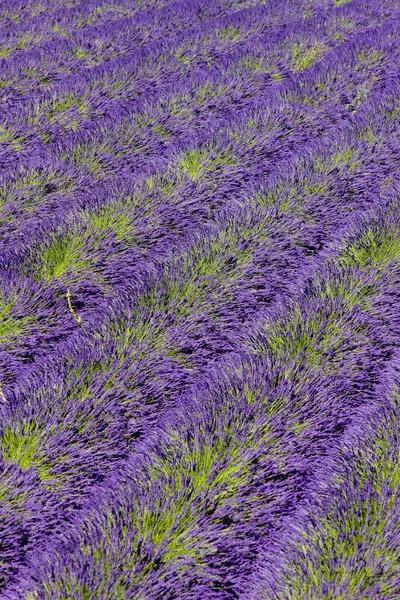 Lavendelveld — Stockfoto