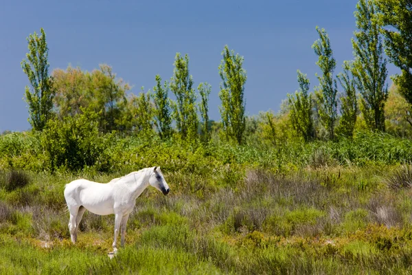 Camargue άλογο — Φωτογραφία Αρχείου