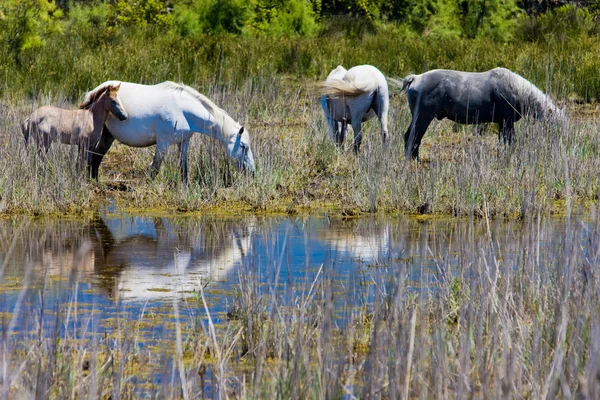Cavalos Camargue — Fotografia de Stock