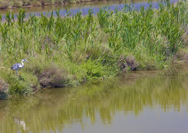 Reiher — Stockfoto