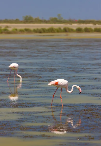 Flamingo 's — Stockfoto