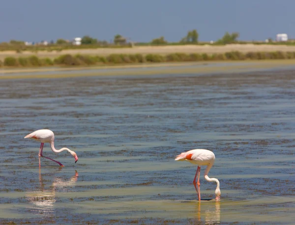 Flamingók — Stock Fotó