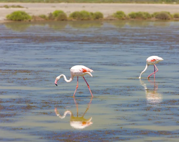 Flamingos — Fotografia de Stock