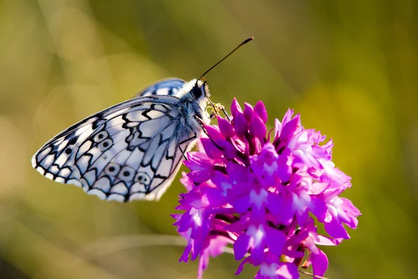 Papillon avec fleur — Photo