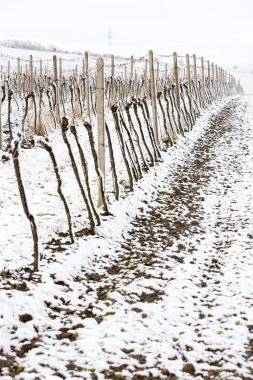 Winter vineyards clipart