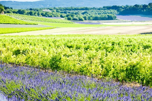 Lavender field with vineyards — Stock Photo, Image