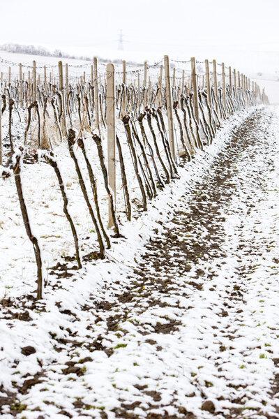 Зимние виноградники
