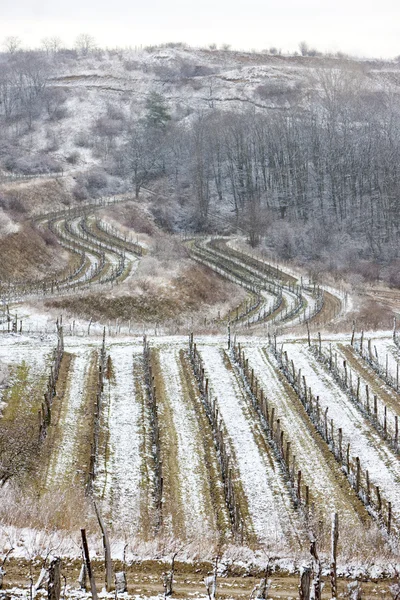 Vignobles d'hiver — Photo