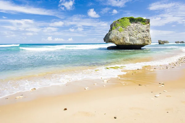 stock image Barbados