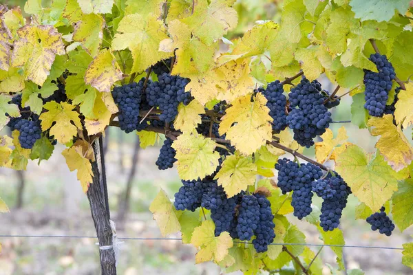 Виноградник в Чехії — стокове фото