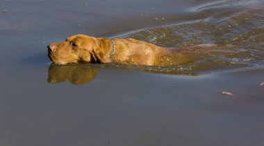 av köpeği