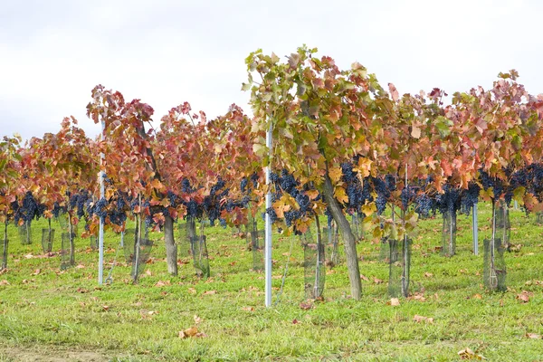 Wijngaarden in Tsjechische Republiek — Stockfoto