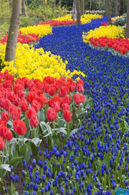 Keukenhof Gardens clipart