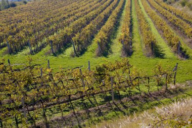 Vineyards in Czech Republic clipart