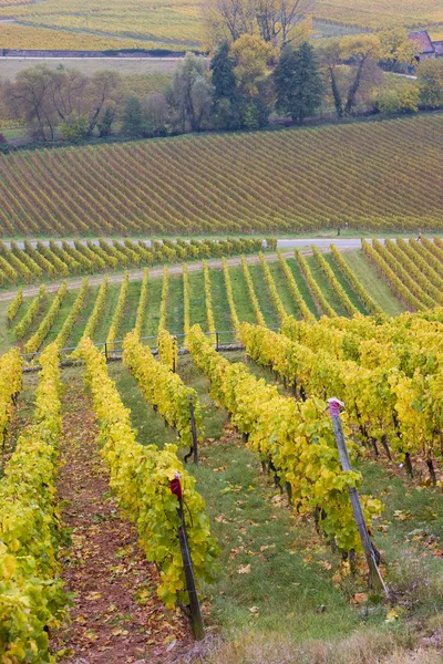 Wijngaarden in Duitsland — Stockfoto