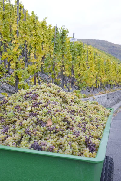 Wine harvest — Stock Photo, Image