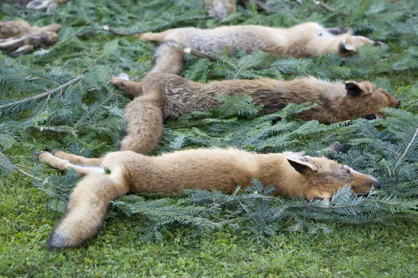 Foxes — Stock Photo, Image