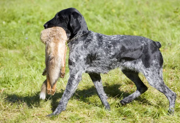 Cão de caça — Fotografia de Stock