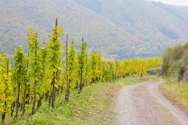 Vineyards in Germany — Stock Photo, Image