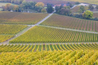 Vineyards in Germany clipart