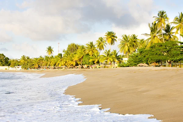 stock image Tobago