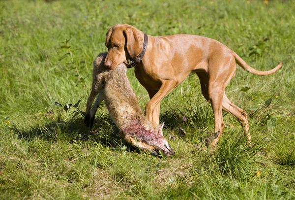 狩猟犬 — ストック写真