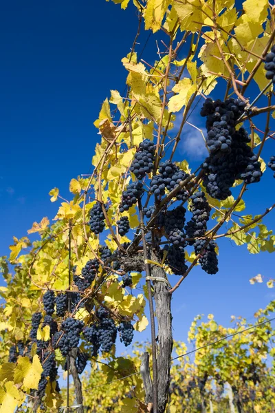 stock image Grapevines