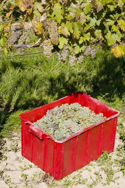 ワインの収穫 — ストック写真