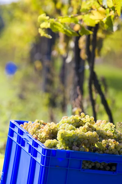 Урожай вина — стоковое фото