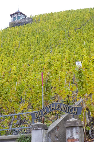 Виноградники Германии — стоковое фото