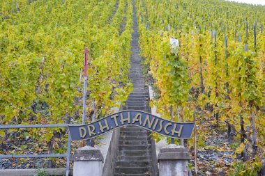 Vineyard Almanya