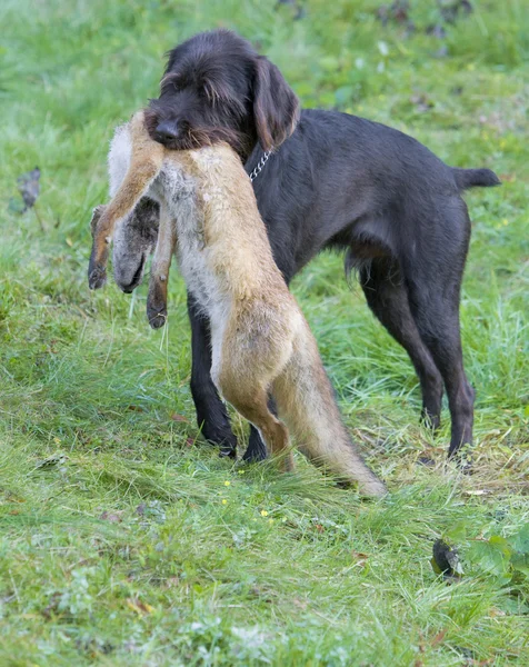 狩猟犬 — ストック写真