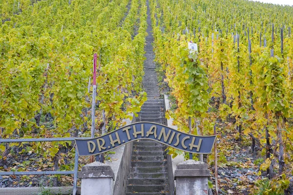 stock image Vineyard in Germany