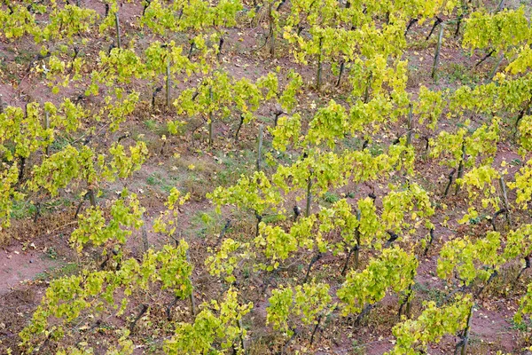 Виноградники в Німеччині — стокове фото