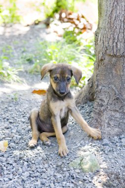 Köpek yavrusu