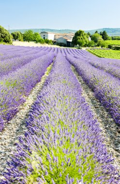 Lavender field clipart