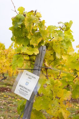 Vineyard in Germany clipart