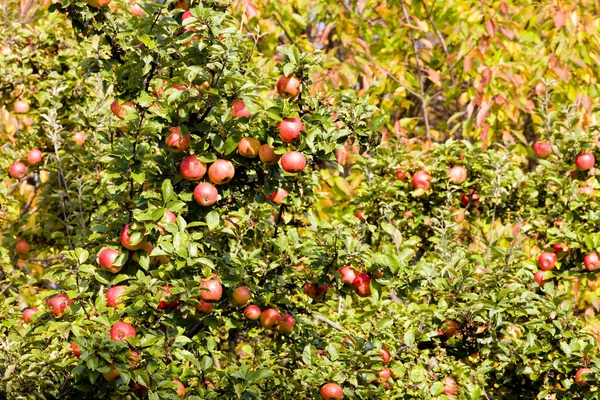 stock image Apple tree