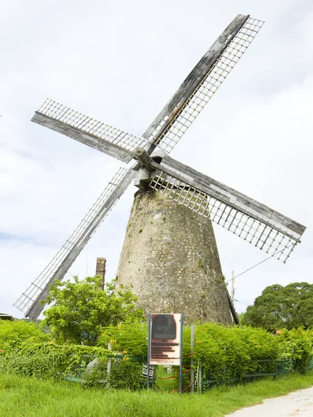 stock image Barbados