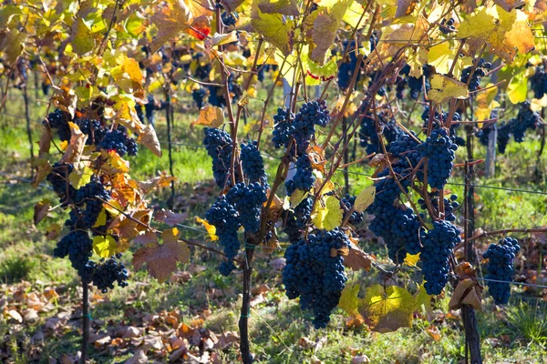 stock image Grapevines