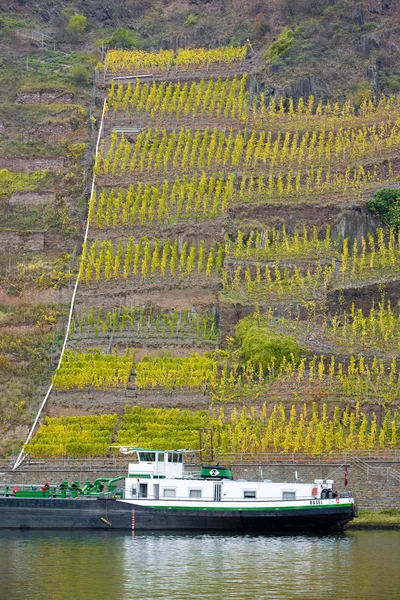 Vineyard in Germany — Stock Photo, Image