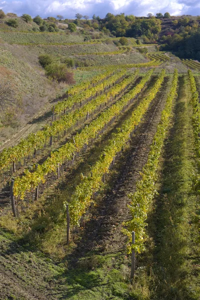 Виноградники в Чехії — стокове фото
