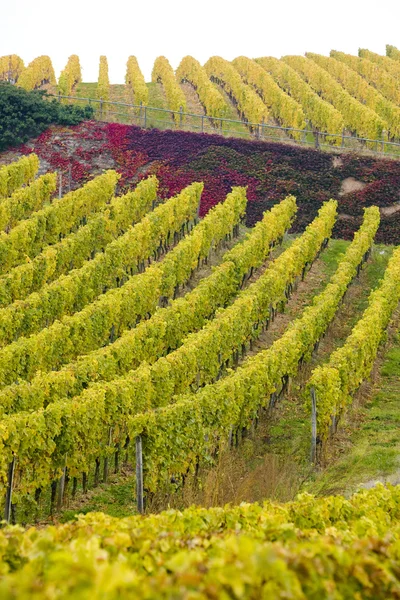 Vignobles en Allemagne — Photo