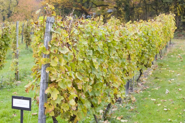 Vineyard Almanya — Stok fotoğraf