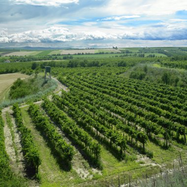 Vineyards in Czech Republic clipart