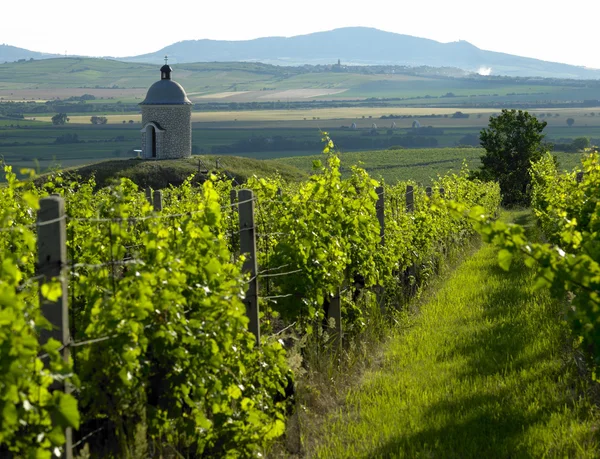 Wijngaarden in Tsjechische Republiek — Stockfoto
