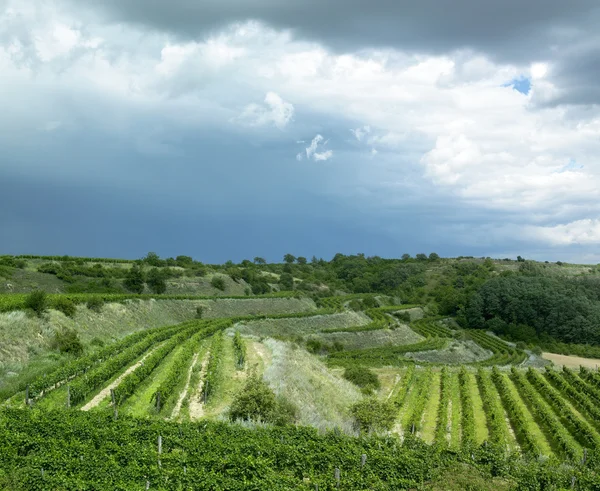 stock image Vineyards in Czech Republic